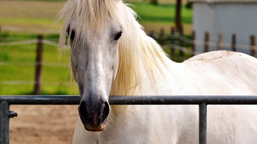 FOTO: Niños brasileños utilizan el cuerpo de un caballo blanco como lienzo y la Red se indigna