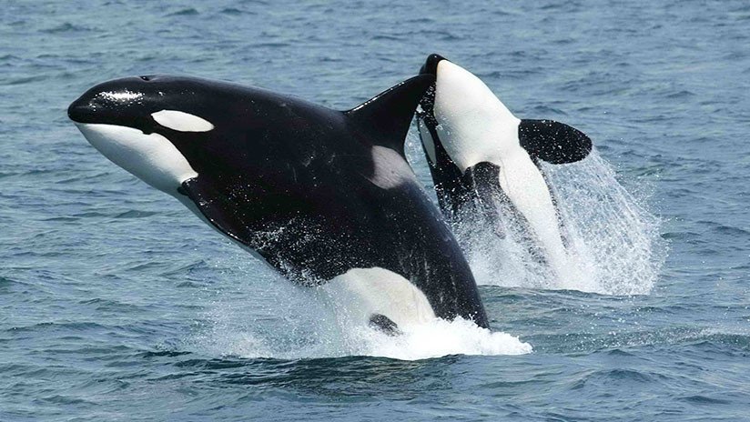 Dos días: Captan a una orca que busca sostener a flote en el agua a su cría ya muerta