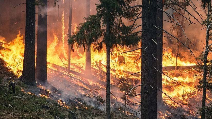 Fuera de duda: Olas de calor e incendios forestales son "la cara del cambio climático"