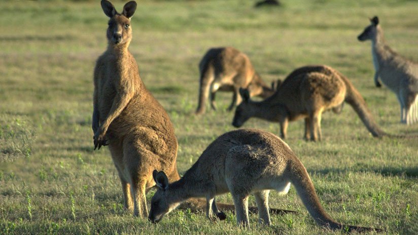 ¿Está Australia superpoblada de canguros? Una mujer filma cómo 'invaden' su prado (VIDEO)