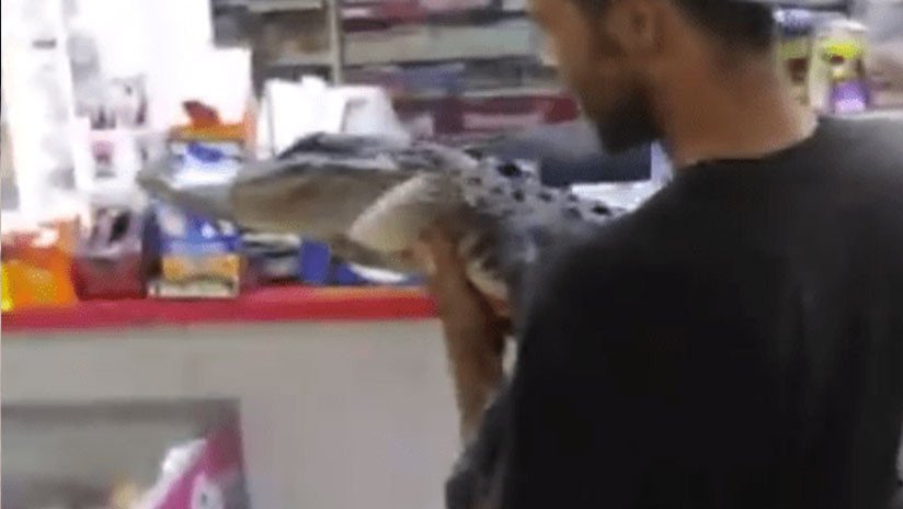 'Persigue' a los clientes de una tienda en Florida con un caimán vivo bajo el brazo (VIDEO)