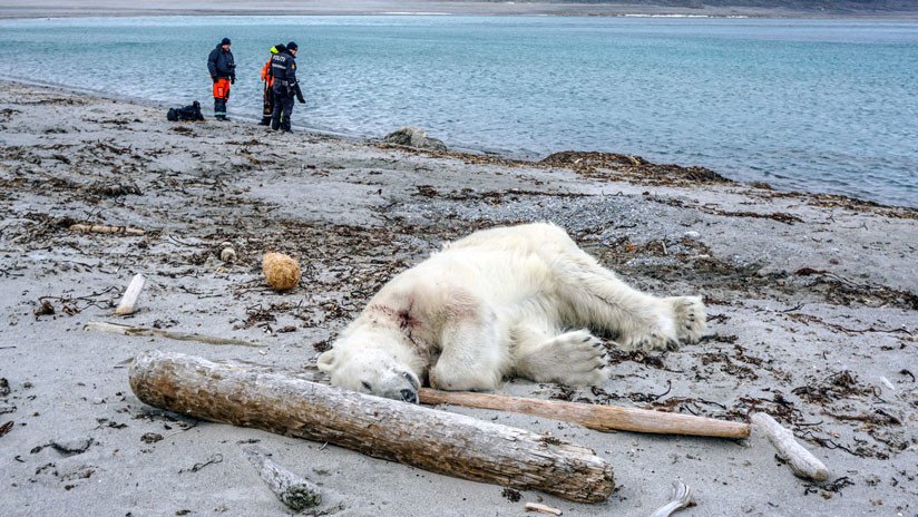 Matan a tiros a un oso polar por atacar a un guardia en un crucero en Noruega
