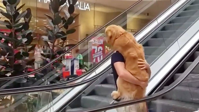 VIDEO: Un hombre carga 'como a un bebé' a su perro asustado para subir una escalera mecánica