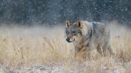 Animales mutantes: Advierten que los lobos de Chernóbil podrían dispersar  sus genes por toda Europa - RT
