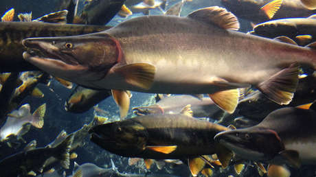La 'fuga' de casi un millón de salmones de un criadero pone en peligro el ecosistema de Chile 