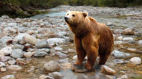VIDEO: Una mujer riñe a un oso con su "voz de mamá" y mire lo que ocurre