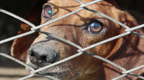 Un perro abre el compartimento de carga de un avión a 4.000 metros de altura