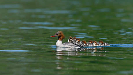 FOTO: Descubren una 'guardería' de 76 patitos en fila en un lago de Estados Unidos