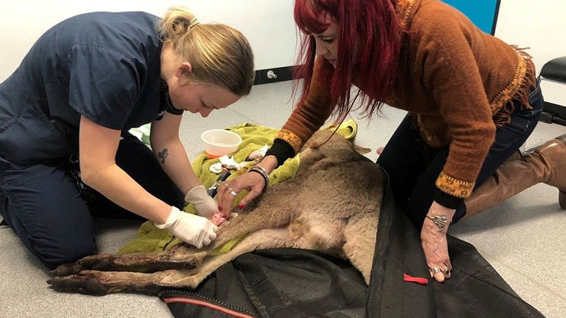 Un canguro irrumpe en una casa y la deja como "una escena de la película 'Psicosis'"