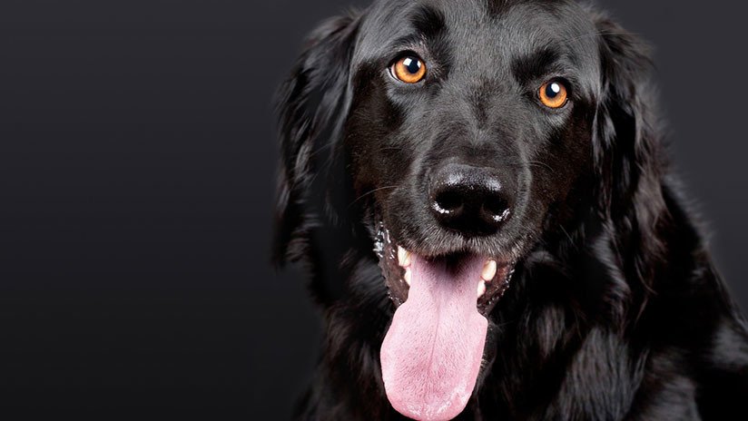 FOTOS: Pierde las piernas y la nariz tras una infección causada por una lamida de su perro