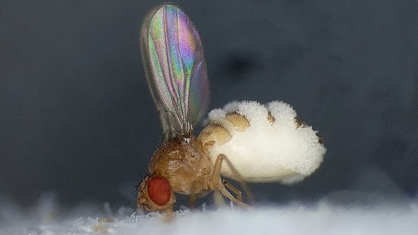 Descubren un hongo que convierte a las moscas de la fruta en 'zombis'