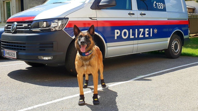 "Hot-Dogs": Ponen zapatos a los perros policiales en Viena y Zúrich por anómala ola de calor (FOTOS)