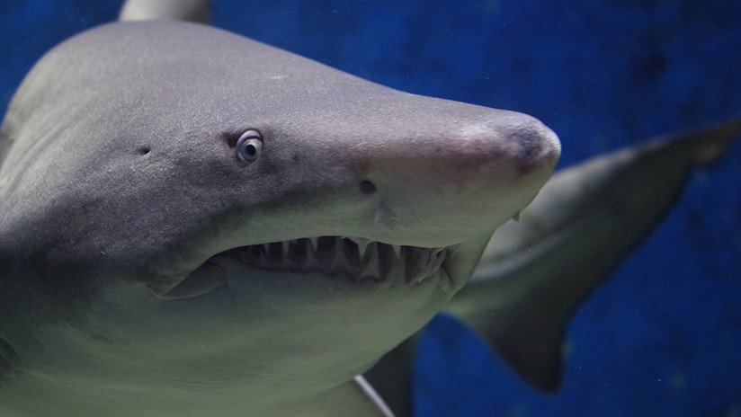 VIDEO: Un tiburón gigante aterroriza a turistas y provoca el cierre de una playa en Mallorca