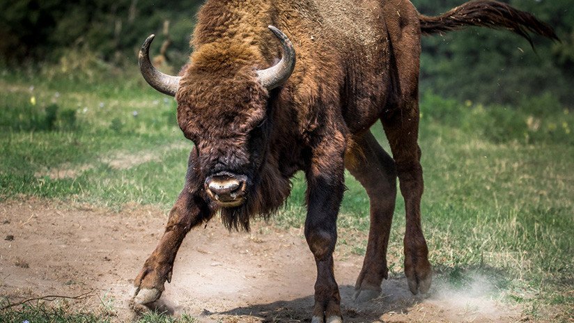 VIDEO: Un hombre provoca a un bisonte en el parque nacional de Yellowstone