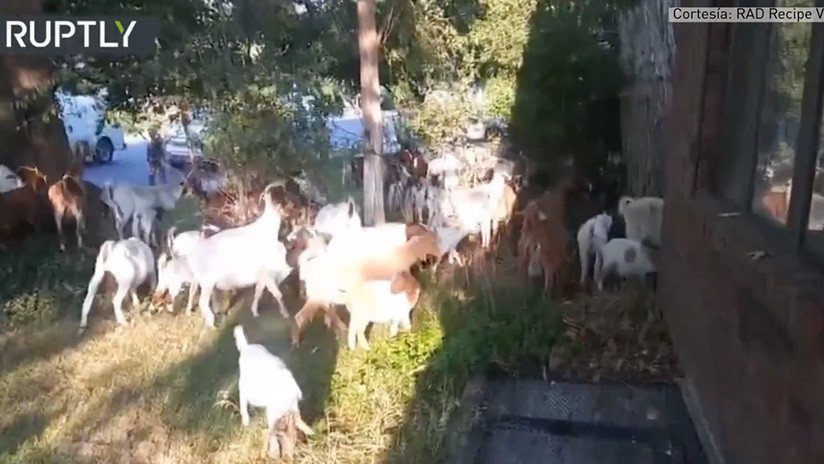 VIDEO: Decenas de cabras invaden una ciudad de EE.UU.