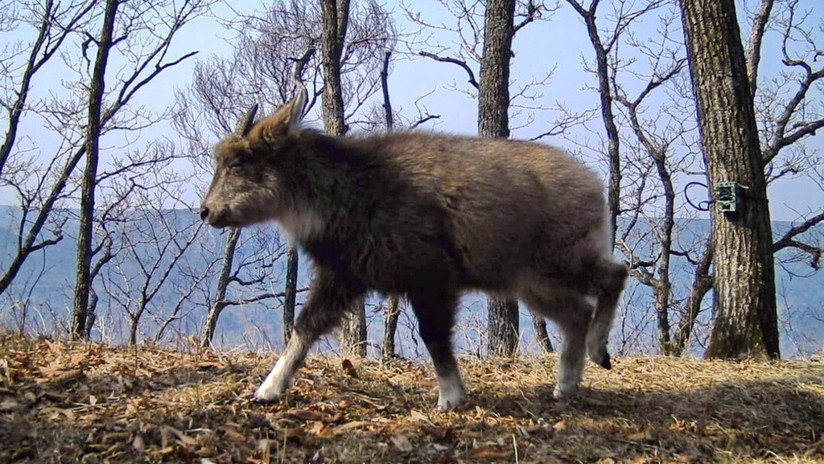 FOTO: Cámaras trampa de un parque nacional ruso captan a dos raros mamíferos de la Lista Roja