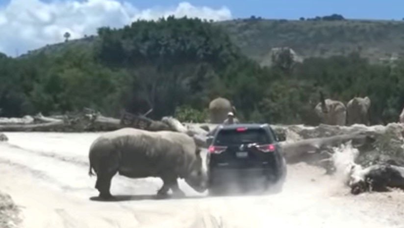 Rinoceronte furioso ataca y casi voltea un coche en un parque safari en México (VIDEO)
