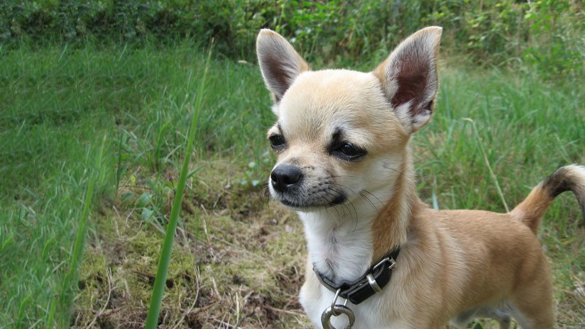 VIDEO: Así quedó un chihuahua tras ingerir accidentalmente marihuana en un parque de EE.UU.