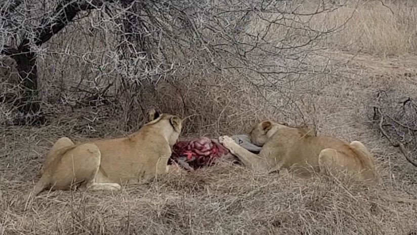 FUERTE VIDEO: Leonas que devoran vivo a un jabalí son atacadas por una manada de hienas