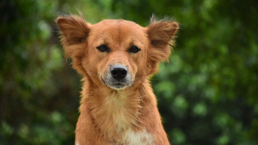 Argentina: Entró a robar a una vivienda pero se olvidó a su perro dentro (FOTO)