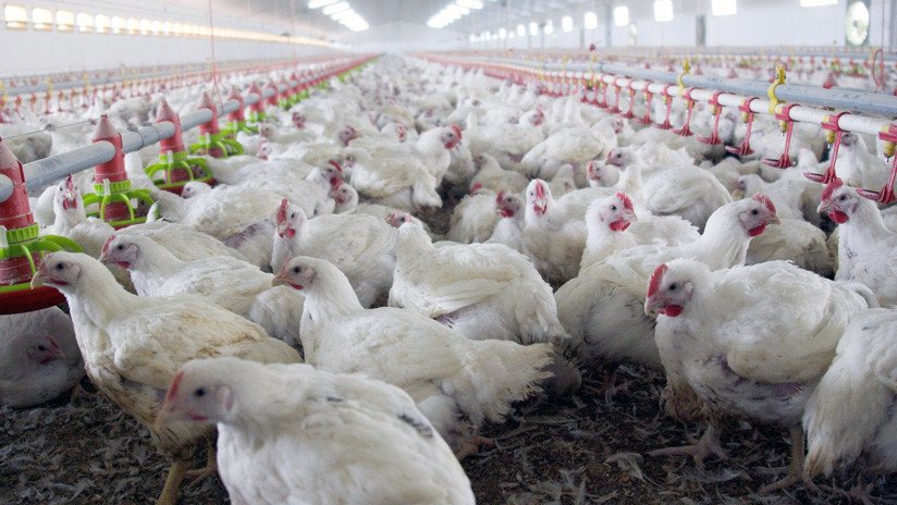 La ola de calor mata a medio millón de pollos en granjas españolas