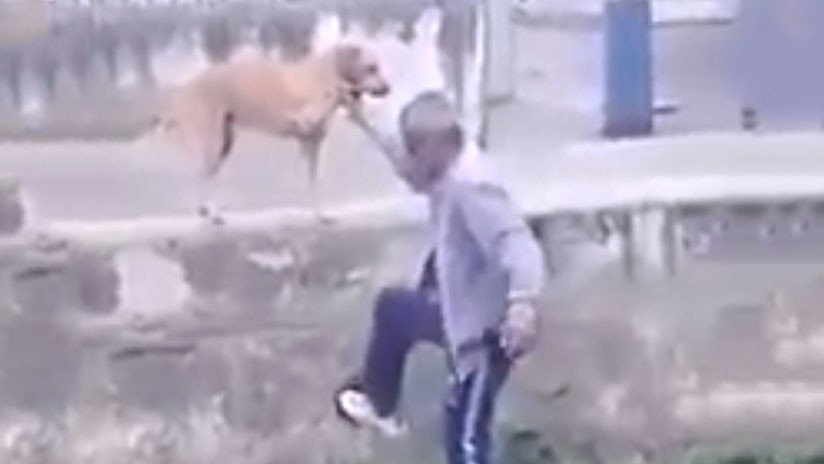 'Mala pata': Un hombre ebrio pide a su perro que le ayude a subir un muro pero algo sale mal (VIDEO)