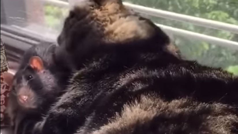 El amor que no sabe de barreras: Los mimos entre un gato y una rata triunfan en la Red (VIDEO)