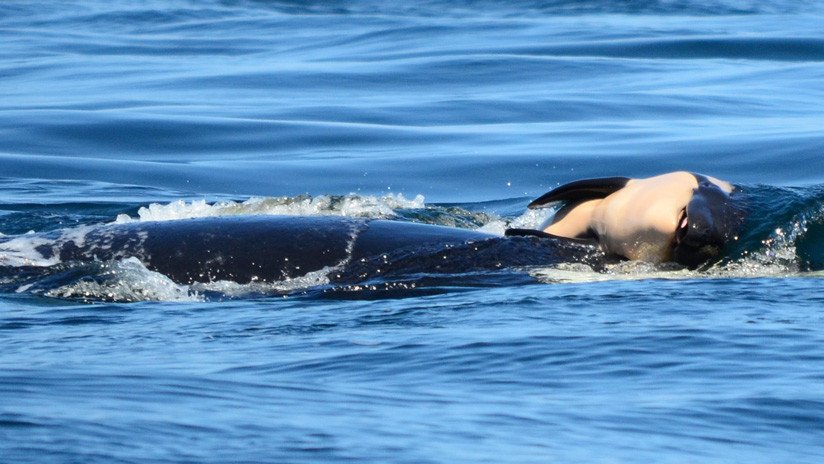 Una orca lleva tres semanas intentando mantener a flote a su cría muerta (FOTO)