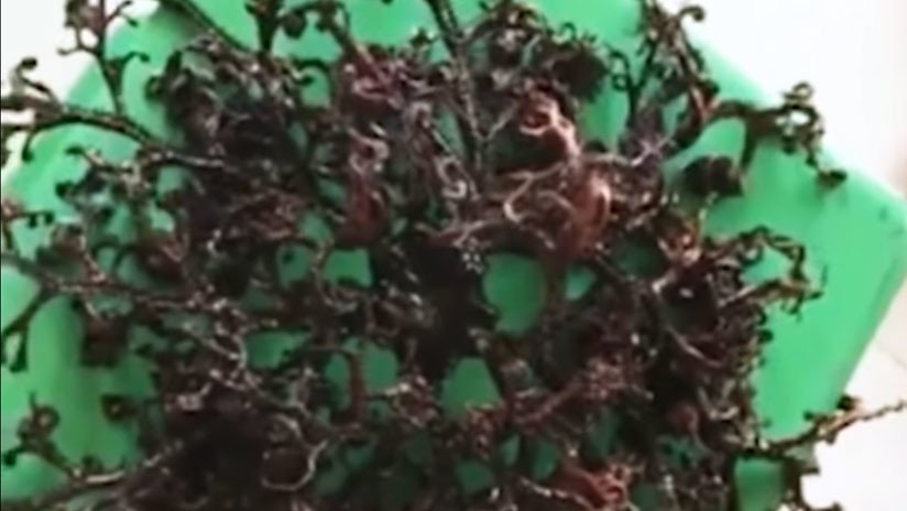"Es un monstruo": Hallan una misteriosa criatura con tentáculos en Vietnam (VIDEO)