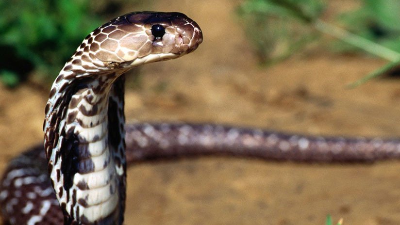 VIDEO: Cobra venenosa y sedienta acepta agua de las manos de sus 'salvadores'