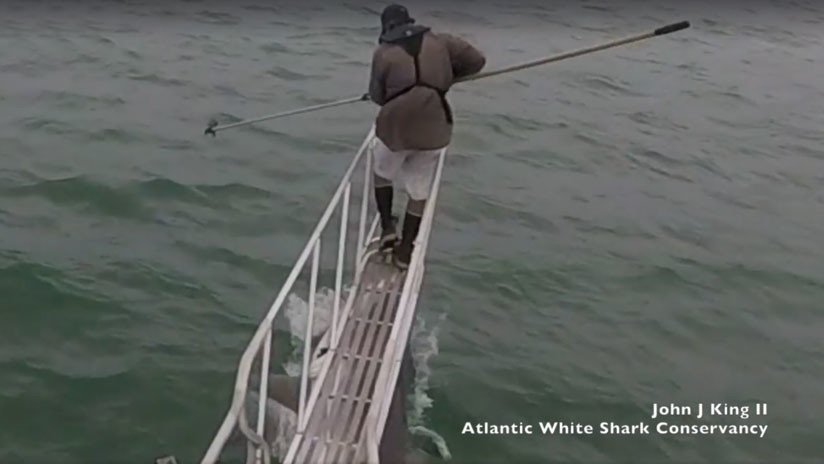 VIDEO: Un científico observa tiburones blancos y uno le da una "sorpresa" escalofriante