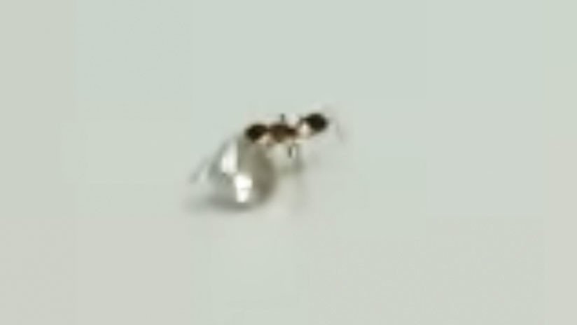 VIDEO: Una hormiga roba un diamante en un taller de joyería