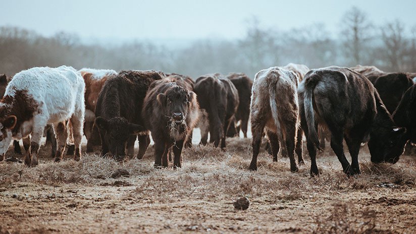 Preocupante video muestra cientos de vacas rodeando un camión con agua en medio de la severa sequía
