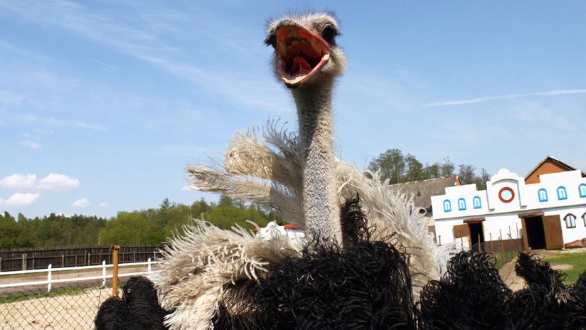 VIDEO: Un avestruz en celo confunde a un cuidador con un rival y le propina una golpiza