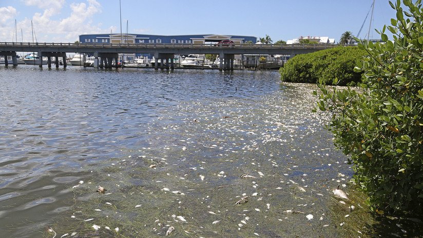 EE.UU.: Declaran estado de emergencia en Florida por marea roja tóxica (FOTOS)