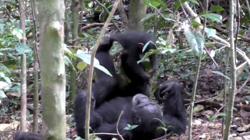 VIDEO: Chimpancé juega a los aviones con una cría (y hasta simula una turbulencia)