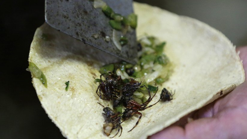 FOTOS: Incautan cuatro ejemplares de tarántulas muertas que serían consumidas en tacos