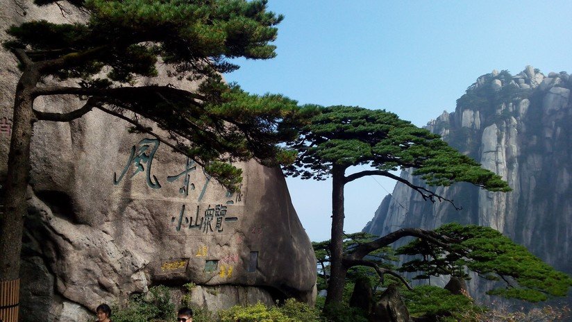 El árbol más popular de China se encuentra en peligro por causa del turismo  (FOTOS) - RT