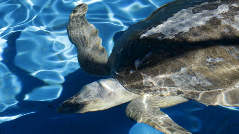 VIDEO: Intenta capturar una tortuga en extinción y lo atrapan 'in fraganti'