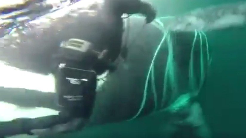 VIDEO: Miembros de la Armada chilena salvan a una enorme orca de una red de pesca