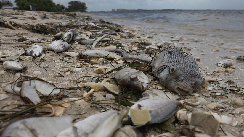 "Evento de muerte masiva": La 'marea roja' amenaza la vida marina y mantiene en emergencia a Florida