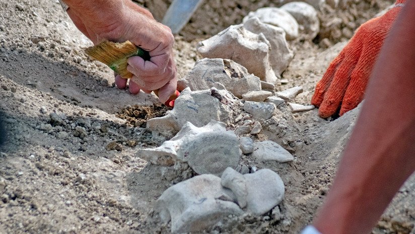 Gran éxito paleontológico: Hallan en Crimea restos de una ballena de 10 millones de años (FOTOS)