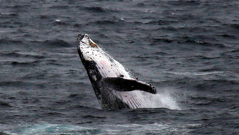 "¡Y de repente, apareció la gran bestia!": Una ballena vuelca a un barco pesquero en EE.UU. (FOTO)
