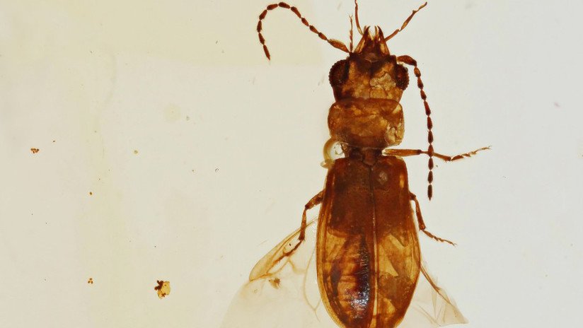 Hallan en un ámbar un coleóptero polinizador de 99 millones años de antigüedad