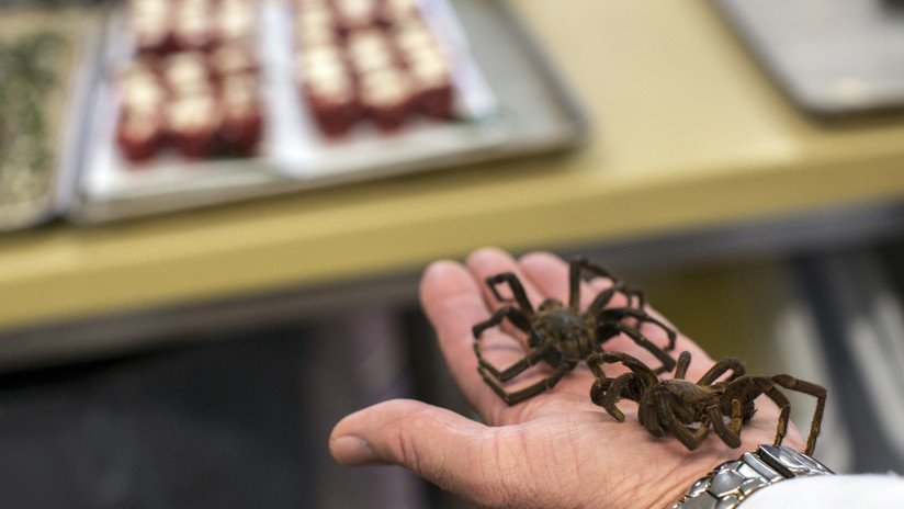 VIDEO: Así preparaban las tarántulas en vía de extinción para hacer tacos en México