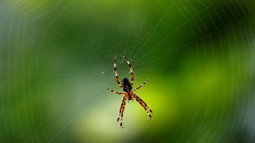 FOTO: Una rara especie de araña saltadora es descubierta por primera vez en el Reino Unido
