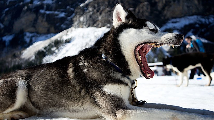 VIDEO: Un perro husky muerde en la cara a una exmodelo en un restaurante de EE.UU.