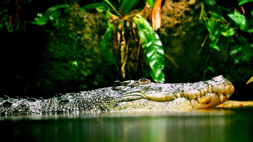 FOTOS: Un cocodrilo monta un flotador para cruzar un canal en Florida