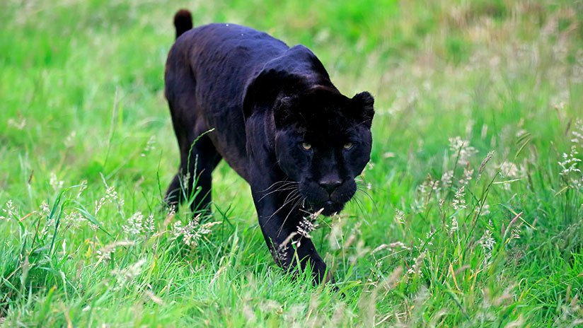 Bolivia: Científicos captan con cámaras trampa a un raro ejemplar de jaguar negro (VIDEO)