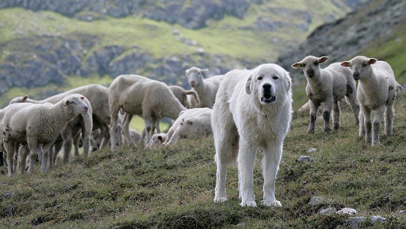 Así se ve el asombroso trabajo de un perro pastor desde las alturas (VIDEO)